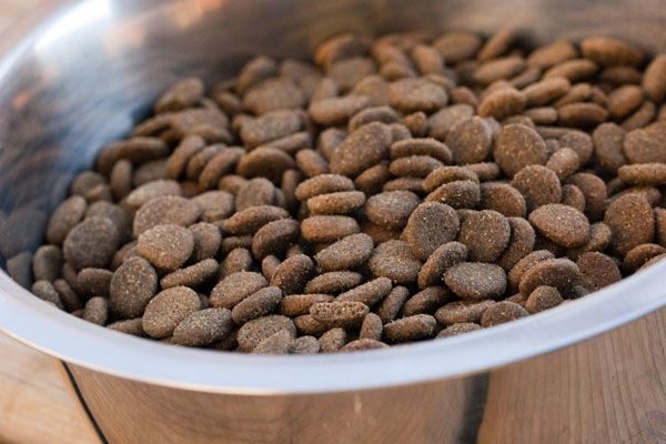 L’alimentation du Yorkshire