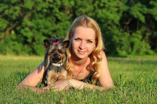 Vivre avec un Yorkshire : cohabitation et dressage